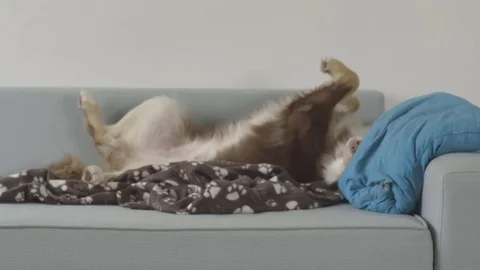An Australian Shepherd sleeping on a couch and dreaming Stock Footage 72537193