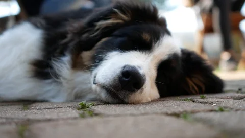 Australian Shepherd sleeps on the ground. Video stock 99430105