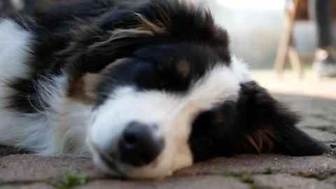 Australian Shepherd sleeps on the ground. 库存影片 99430225