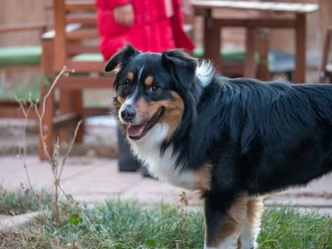Australian Shepherd smiling at camera Stock Photos
