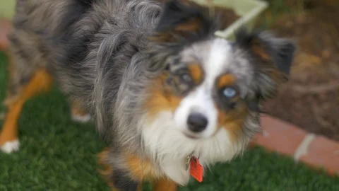 Australian Shepherd Smiling Stock Footage 102930004