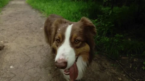 An Australian Shepherd stands on a forest path surrounded by lush green trees Stock Footage 327233736
