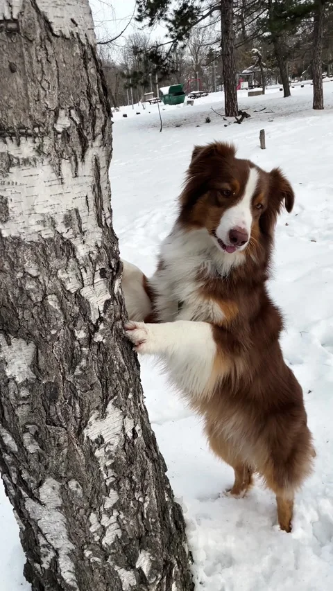 Australian Shepherd stands on hind legs with paws against a birch tree in a Stock Footage 346409883