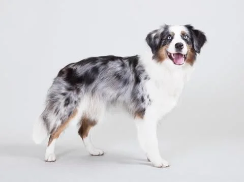 Australian shepherd studio Stock Photos