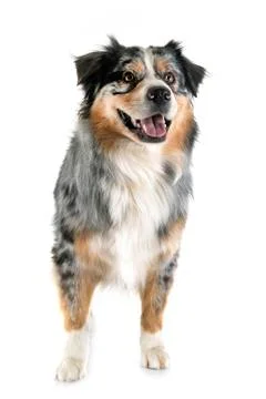 Australian shepherd in studio Stock Photos