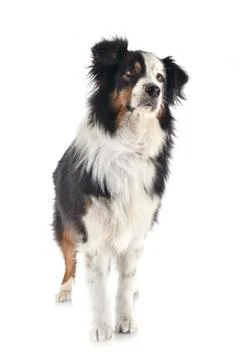 Australian shepherd in studio Stock Photos