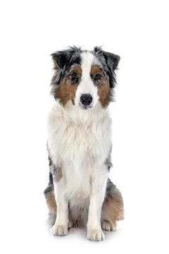 Australian shepherd in studio Stock Photos
