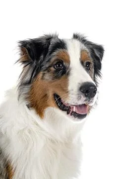 Australian shepherd in studio Stock Photos