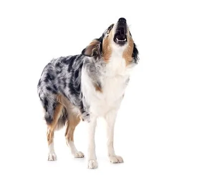 Australian shepherd in studio Foto stock