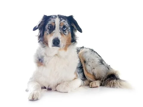 Australian shepherd in studio Stock Photos