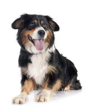 Australian shepherd in studio Stock Photos