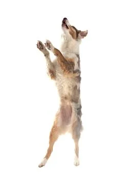 Australian shepherd in studio Stock Photos