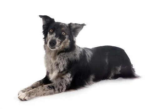 Australian shepherd in studio Stock Photos