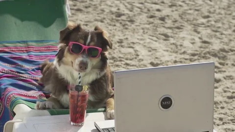 An Australian Shepherd typing on a laptop at the beach while drinking a cocktail Stock Footage
