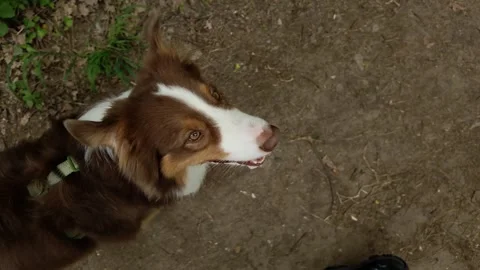 Australian shepherd walking beside its owner on a forest trail, looking up Stock Footage 327233988