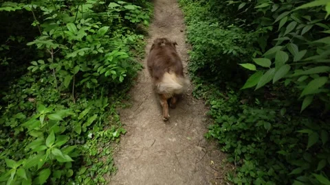 Australian shepherd walking beside its owner on a forest trail, looking up Stock Footage 327234479