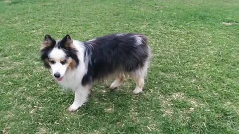 Australian shepherd Walking Stock Footage 168911294