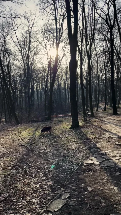 Australian Shepherd walks away along a forest path in early spring. Peaceful Stock Footage 346410036