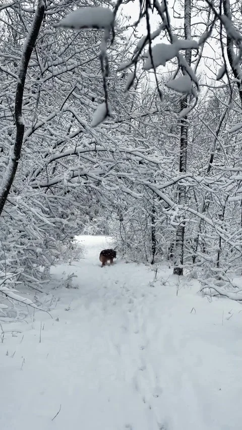 Australian Shepherd walks off leash along a snow-covered forest road Stock Footage 346409562