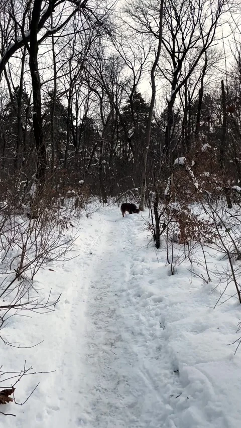 Australian Shepherd walks off leash along a snow-covered forest road Stock Footage 346409892