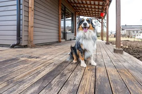 Australian Shepherd on weathered deck under timber pergola Stock Photos