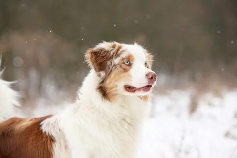Australian shepherd in winter Stock Photos