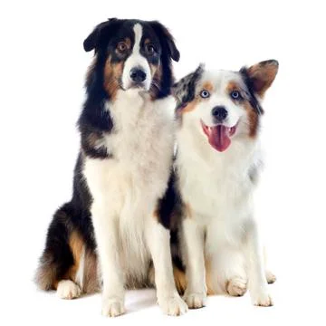 Australian shepherds Stock Photos