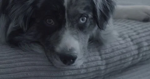 Australian Sheppard on Couch Stock Footage 247340562