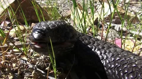 Australian shingleback lizard Stock Footage 10990969