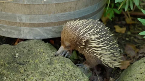 Australian Short Beaked Echidna Exploring Garden 4K Stock Footage 236795397