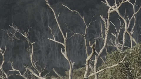 Australian Skeleton Tree Stock Footage 167748069