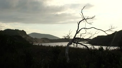 Australian Skeleton Tree Silhouette Stock Footage 167748009