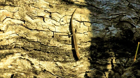 Australian Skink Stock Footage 24828698