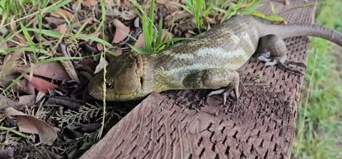 Australian Skink Lizard Basking Stock Footage 332155061
