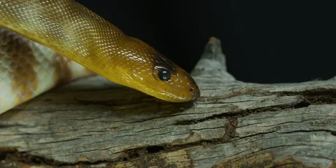 Australian Snake on Tree Trunk in Studio Stock Footage 122674586