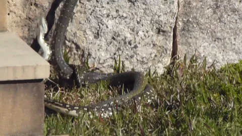 Australian Snakes Perform Mating "Dance" Stock Footage 109393594