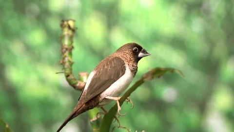 Australian sparrow Stock Footage 76049446