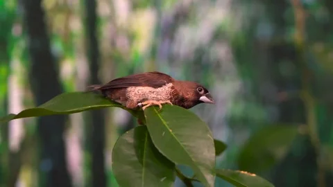 An Australian sparrow Stock Footage 76051886