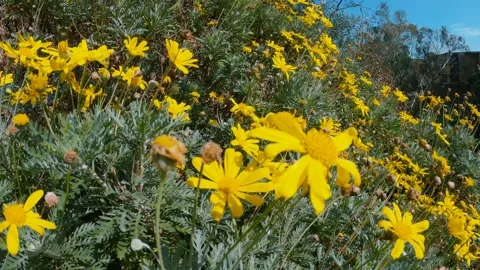 Australian Spring daisies Stock Footage 138184868