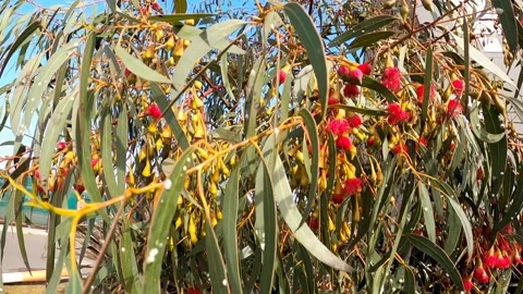 Australian spring eucalyptus flowers Stock Footage 138240649