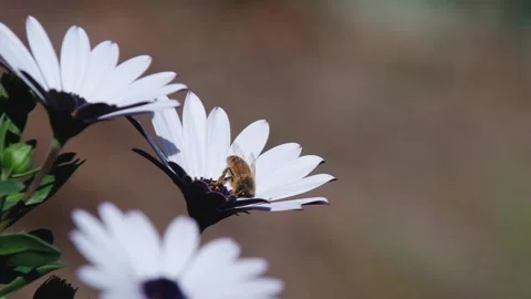 Australian Stingless Bee Collecting Pollen Stock Footage 206529088