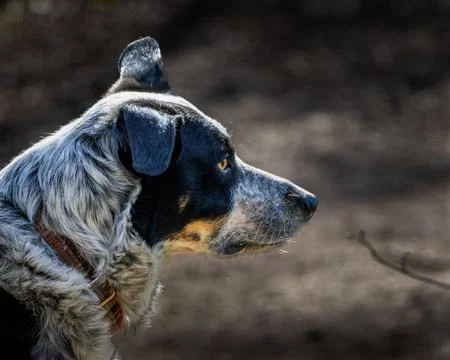 Australian Stumpy Tail Cattle Dog, close up, profile. Stock Photos