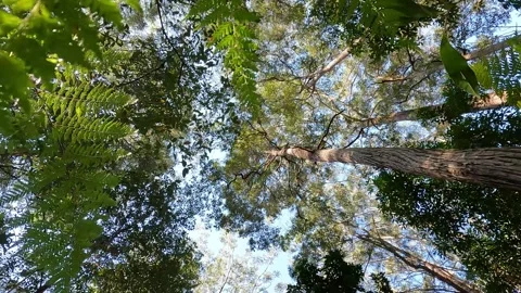 Australian Tall Eucalypt Forest Conopy with a Fern understorey : A Haven of.. Stock Footage 284049184