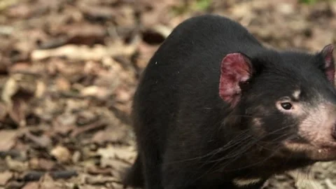 Australian Tasmanian Devil Stock Footage 294465046