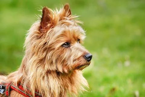 Australian terrier Stock Photos
