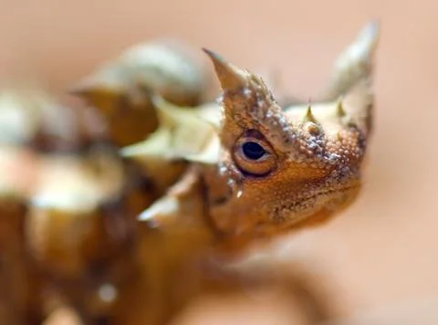 Australian thorny devil Foto stock