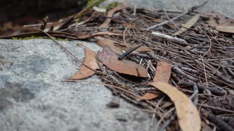 Australian Tiger Leech Using Leaves to Move Across Forest Ground Stock Footage 329368466