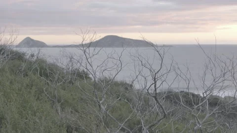 Australian tree and coastline Stock Footage 167748030