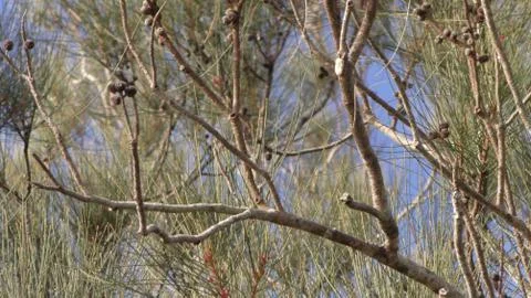 Australian tree branches Foto stock