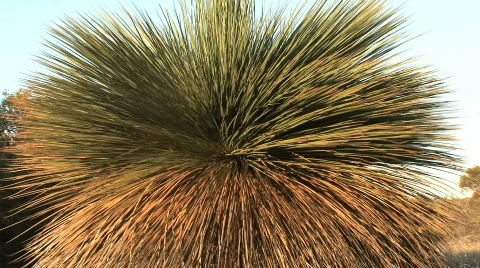Australian tree Stock Footage